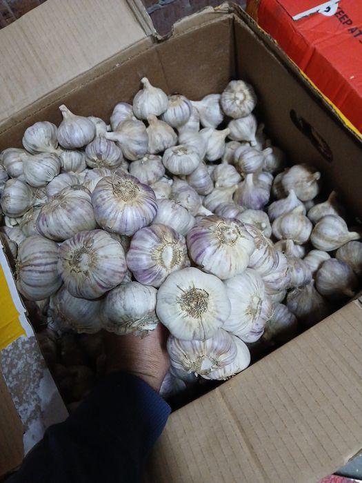 Czosnek Harnas ładny