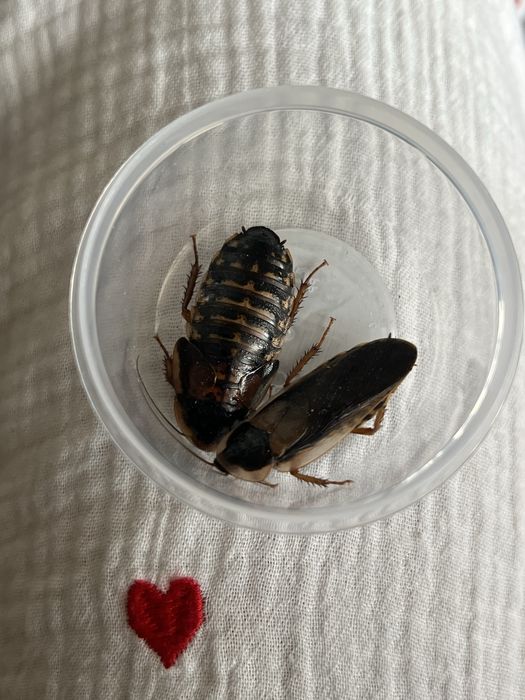 Аргентинські таргани, блаптика дубія