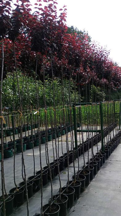 ŚLIWA Pissardii Szczepiona Na Pniu 200 cm Cena 160 zł