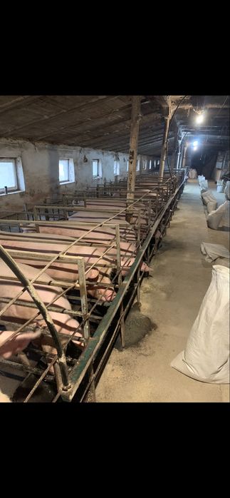 Ферма свиноферма вівчарня