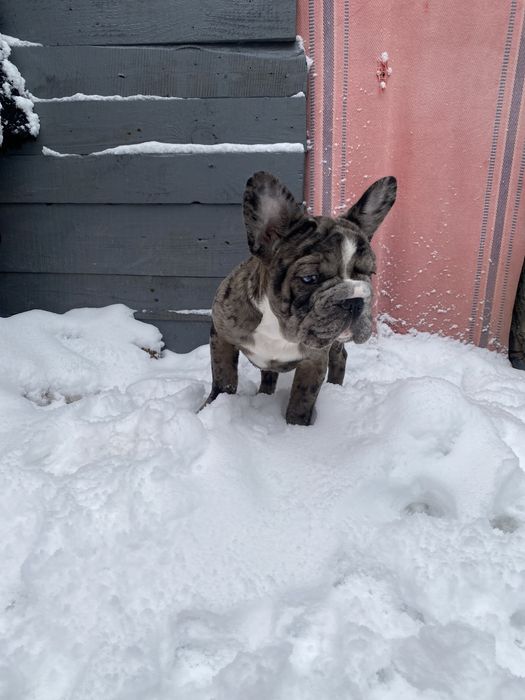 Біг Роб дівчинка