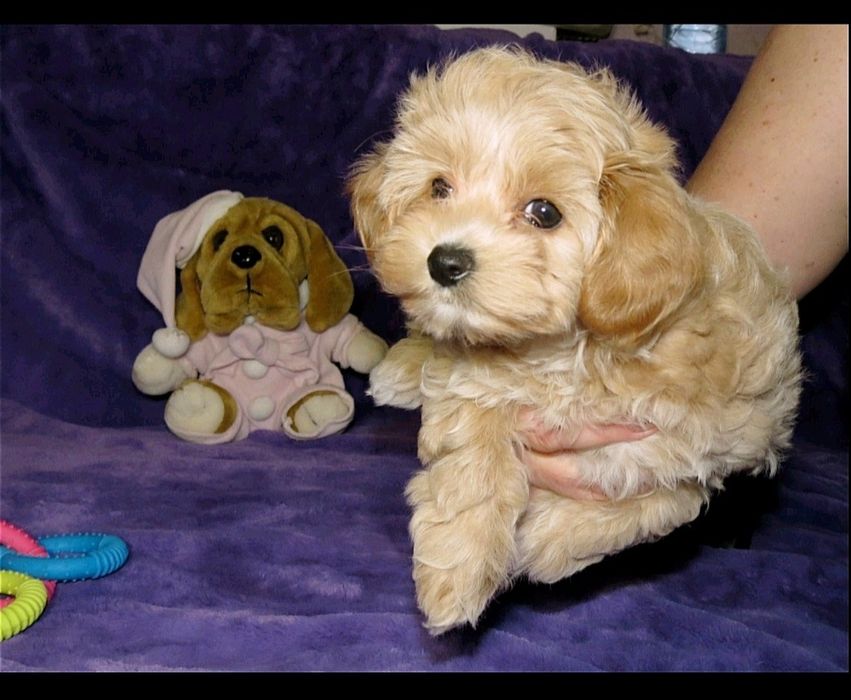 Мальтипу ф-1 професійне розведення