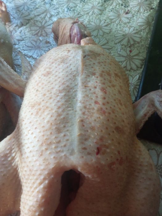 Młode kaczuszki i gęsi