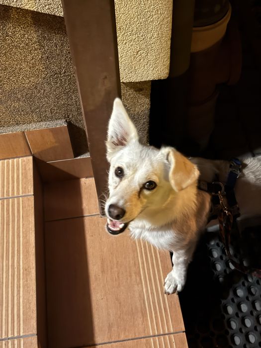 Piesek do oddania Suczka Beza