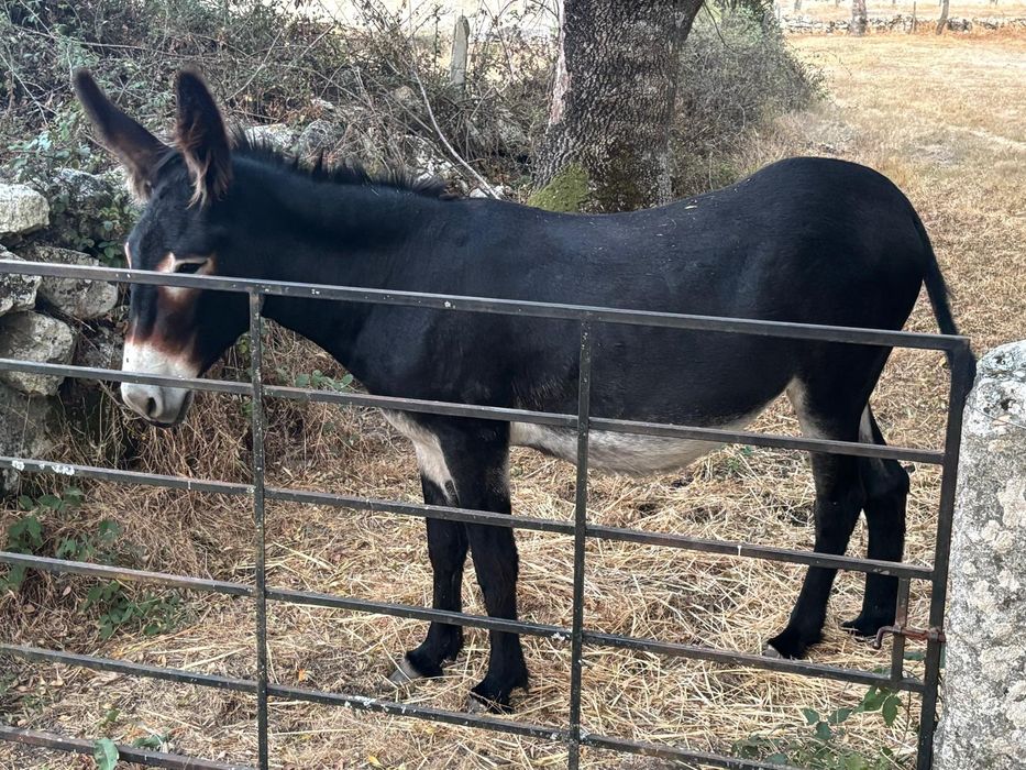 2 Burros com 2 meses