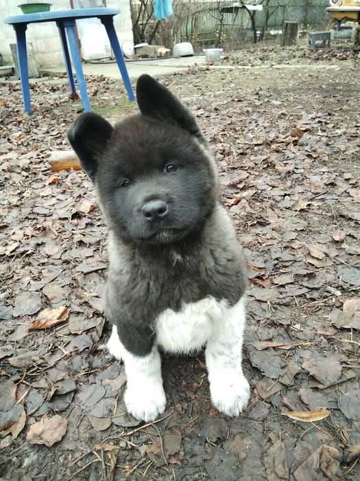 Щенок Американської акіти