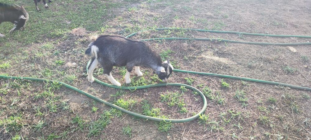 Cabrito anão 4 meses