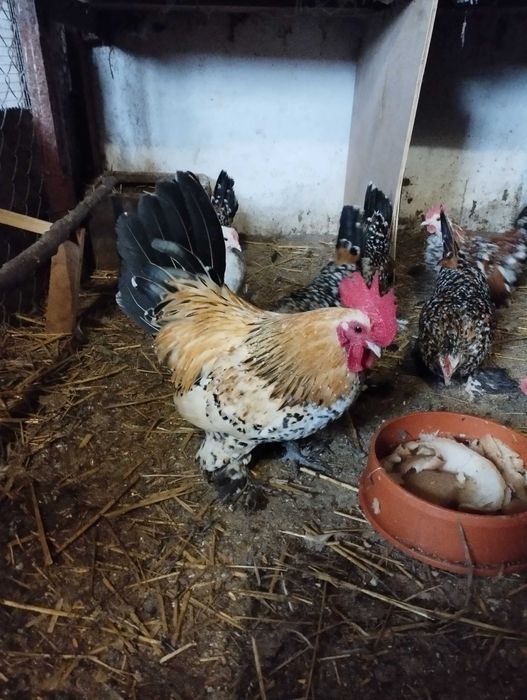 jaja lęgowe karzełek łapciaty