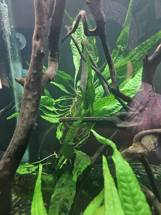 Samambaia de java (Java fern)