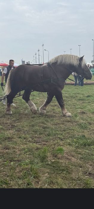 Ogier zimnokrwisty w typie sokólskim