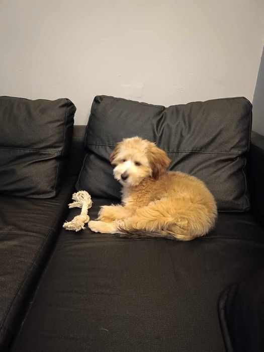 Bastion - Cockapoo - 2,5 roczny