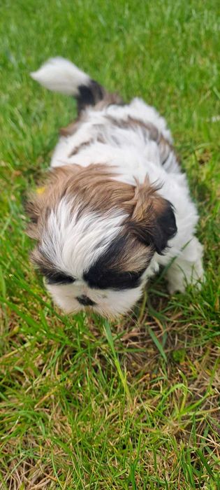 Wyjątkowe Szczeniaki Shih-tzu