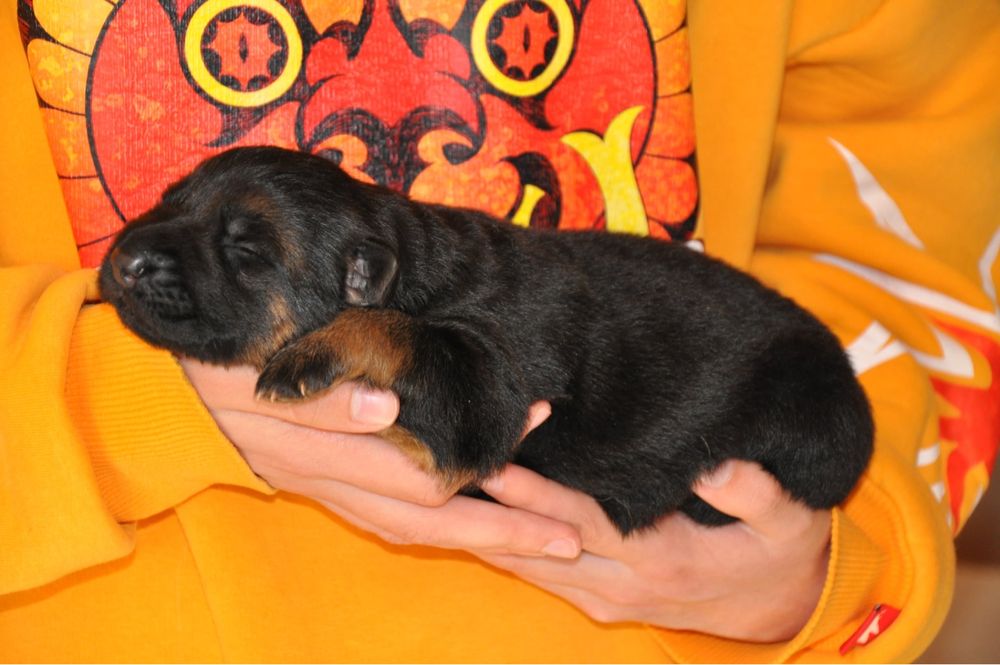 Розплідник КСУ пропонує бронювання цуценят