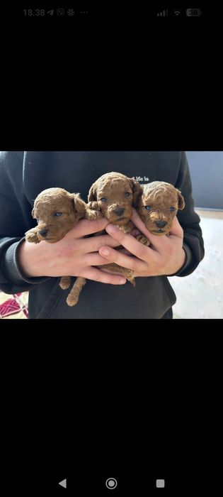 Продаються маленькі крихітки