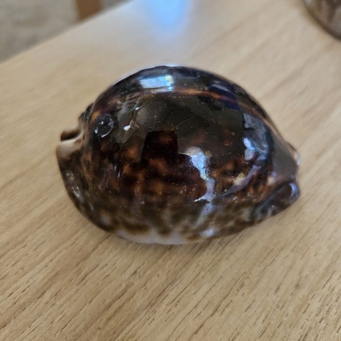 Muszle Cypraea stercoraria
