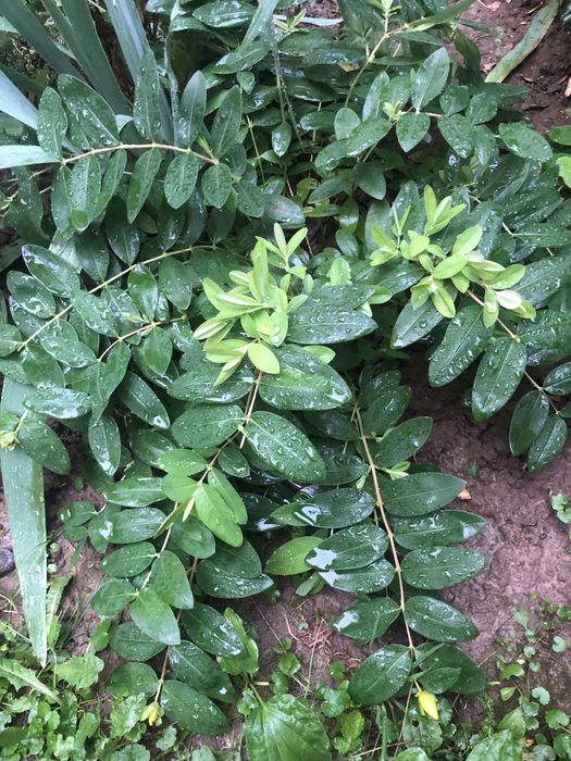 Декоративний кущ Звіробій Hypericum Сalycinum
