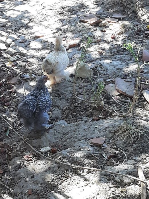 Pintos pekin galinha
