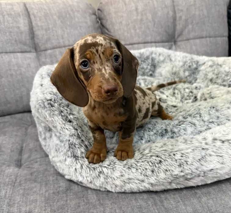 Teckel choco merle