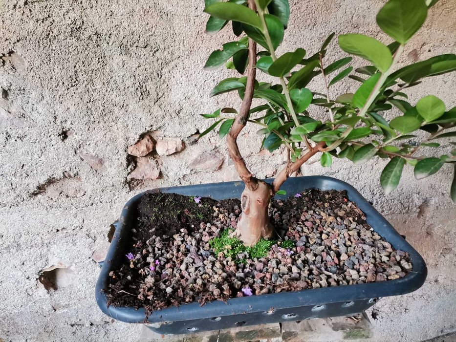 Pré-Bonsai de "Lagerstroemia Indica" *2  - *VENDA URGENTE (DESOCUPAR)*