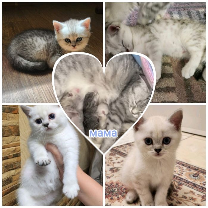 В'язка шиншилового серебристого кота, прямовухий  шотландець