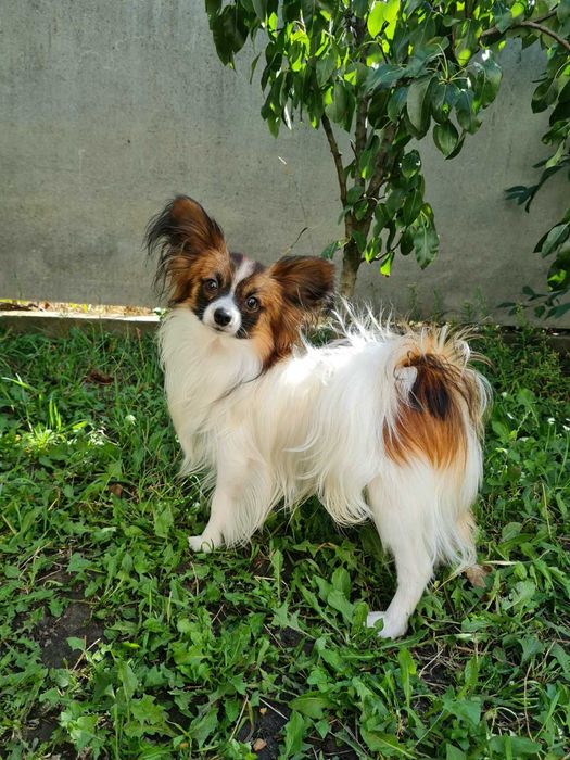 Папійон    хлопчик