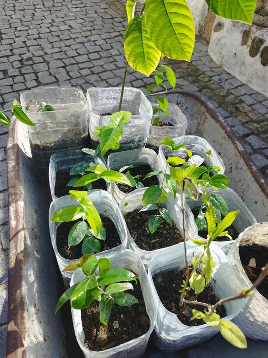 Planta pitanga vermelha l