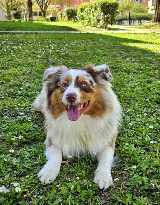 Cão para acasalar64739243249154122