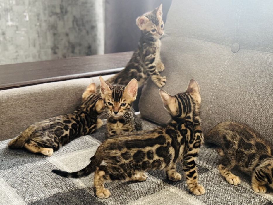 Бенгальські кошенята від батьків з родословнлю WCF