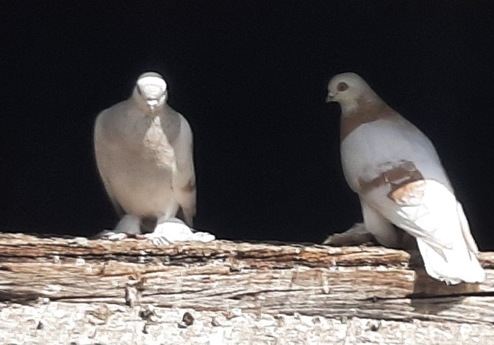 Blauwindry jaskulaki piękne kosmy samiec