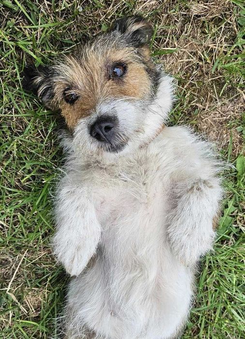 Daisy czeka na swój dom