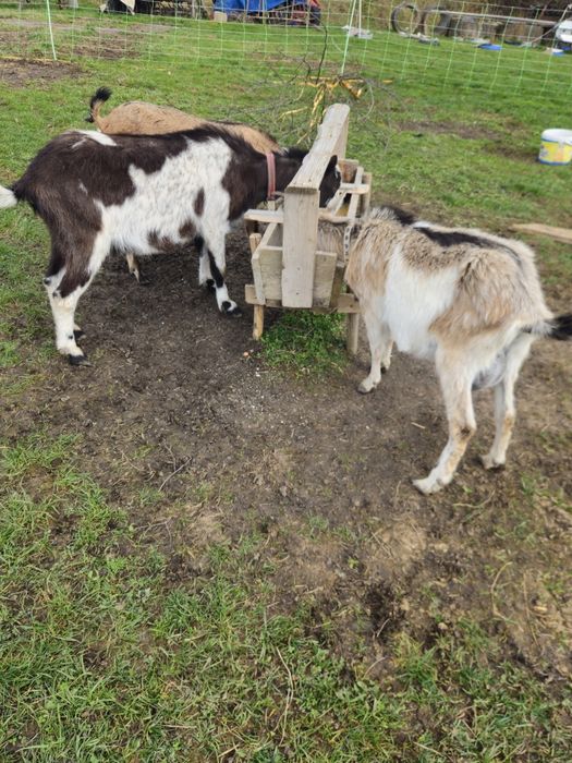 Sprzedam kozy z młodymi