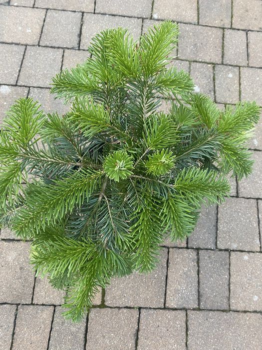 Iglak ozdobny 50 cm