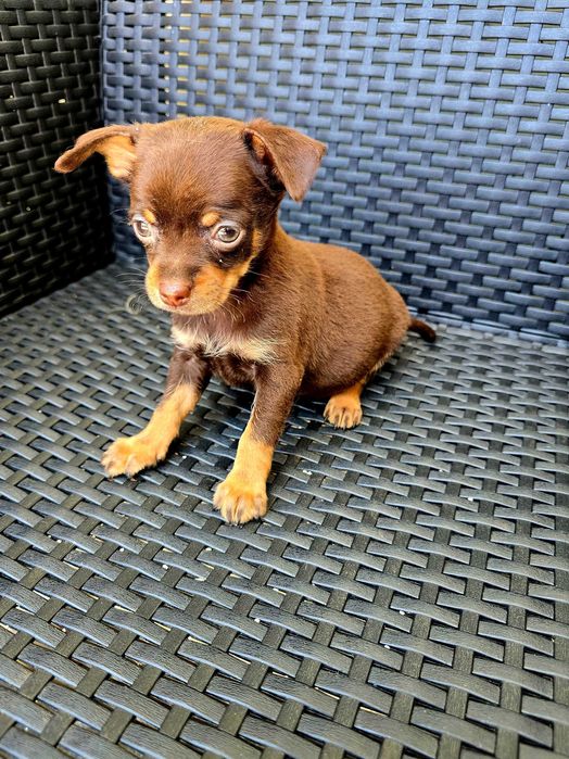 Chihuahua macho Cor Chocolate