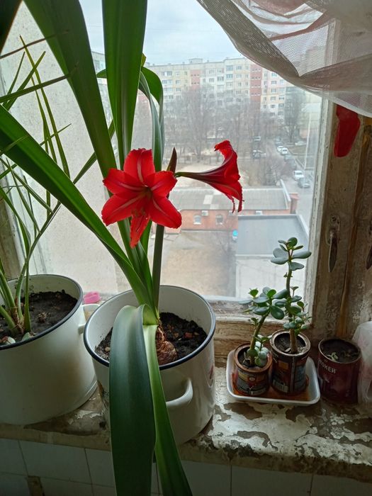 Гиппеаструм (комнатная лилия) срочно продам