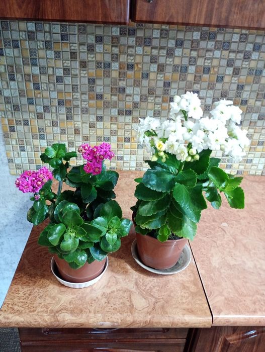 Каланхое різних кольорів пропоную