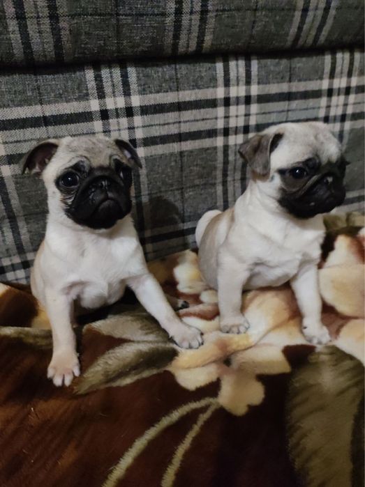 Маленькі мопсики