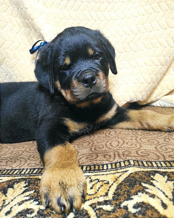 Готові до переїзду