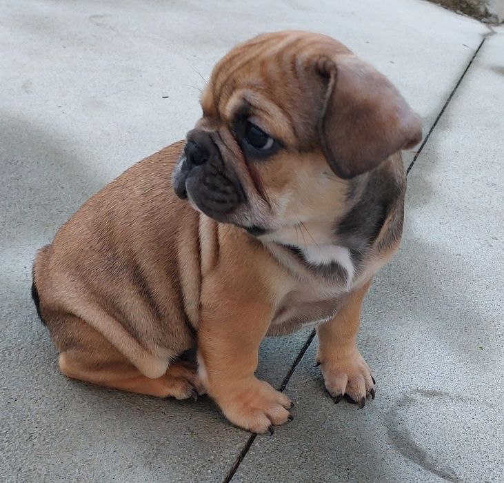 Bulldog francês menino red fawn
