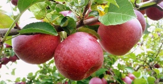 nawóz BIO na uprawy ekologiczne