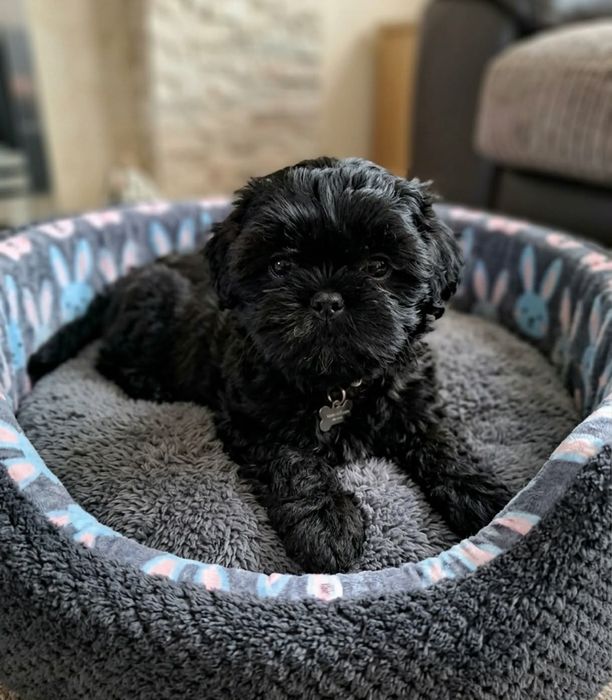 Shihtzu czarny  piesek