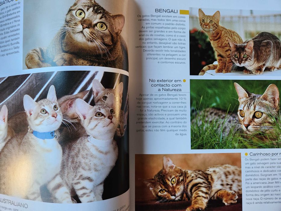 Gatos Caçadores elegantes com patas de veludo