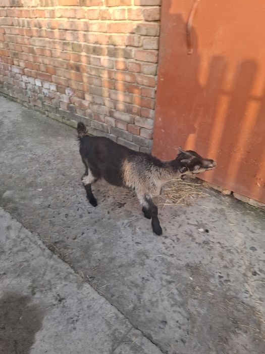 Козеня породи ламанча