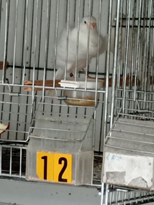 Vendo frisados do norte