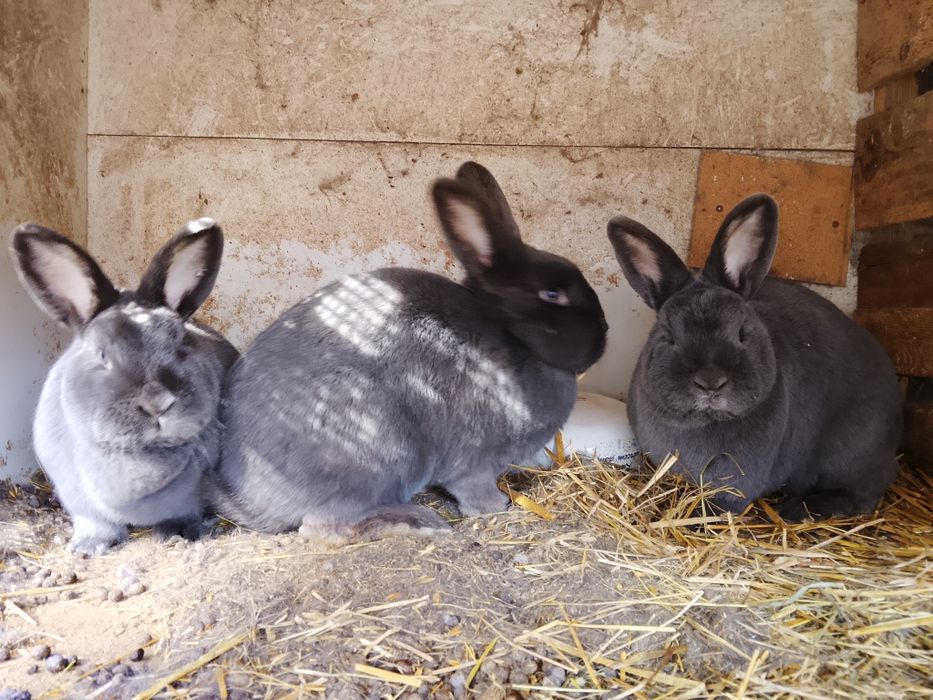 Samice wiedeńskie niebieskie