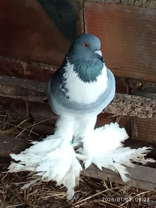 aves troco este pombo raça papo de vento