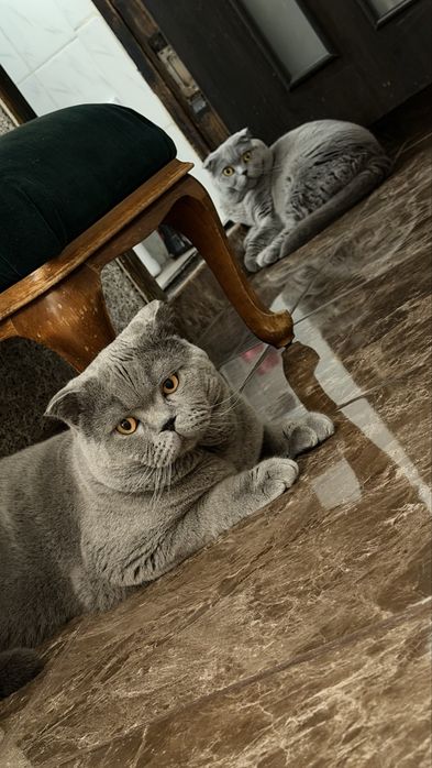 Кот кіт вязка дніпро