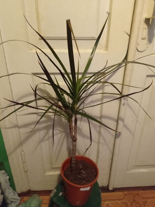 Драцена Маргината.