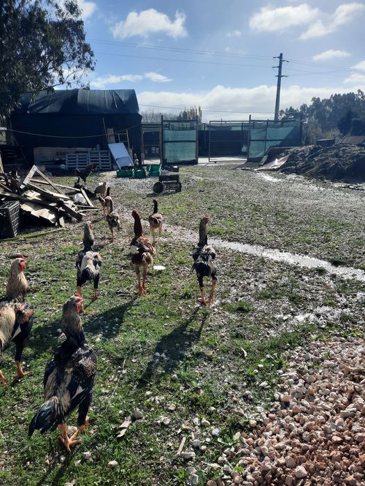 Ovos e galos indio gigante