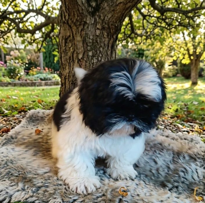 Śliczna suczka  shihtzu