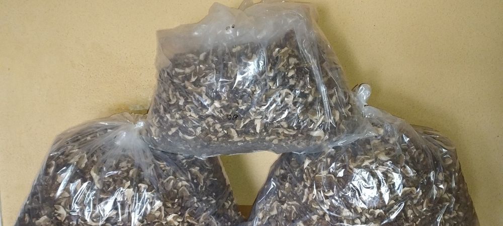 Suszone    Grzyby     2025